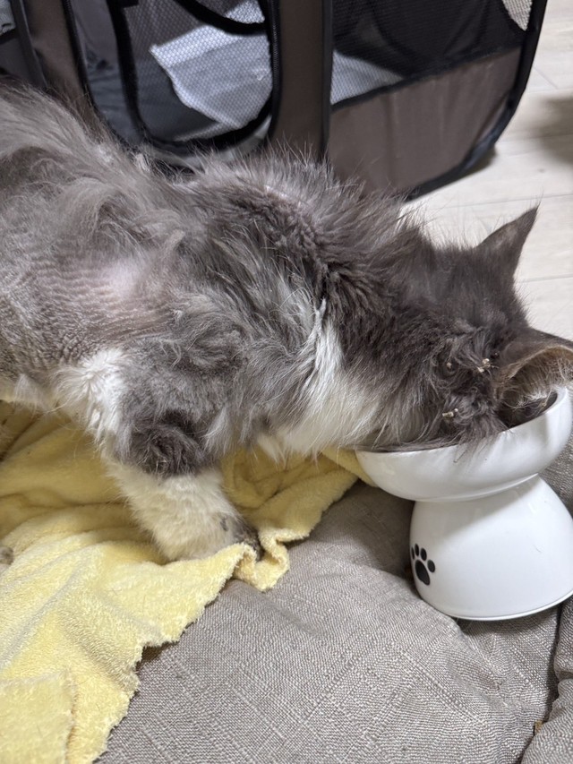 「物じゃない」「捨てるなら飼うな」と、SNSでも怒りの声（「ＮＰＯ法人 hinatabocco」さん提供）