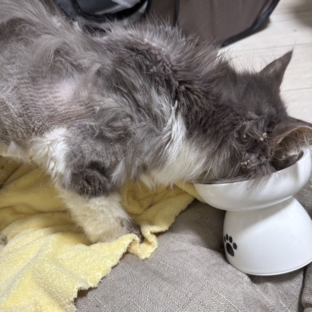 「物じゃない」「捨てるなら飼うな」と、SNSでも怒りの声（「ＮＰＯ法人 hinatabocco」さん提供）