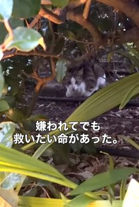野良猫がいない地域で現れた、やせ細った猫（「こたとつーちゃんと時々おたま」さん提供、Instagramよりキャプチャ撮影）