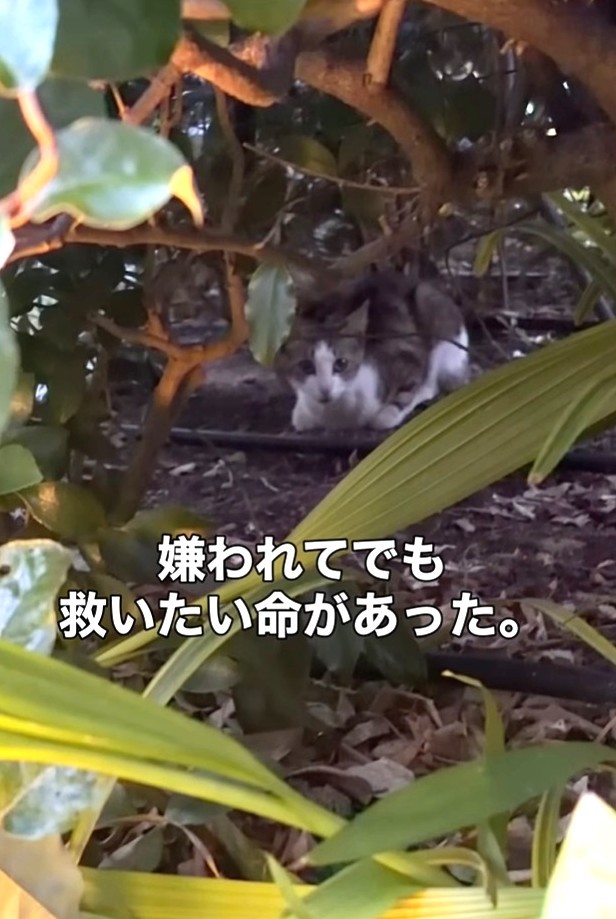 野良猫がいない地域で現れた、やせ細った猫（「こたとつーちゃんと時々おたま」さん提供、Instagramよりキャプチャ撮影）