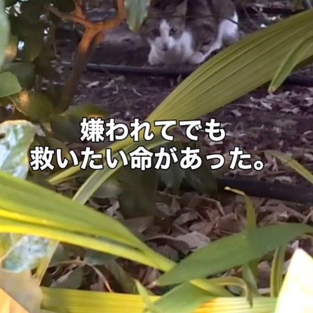 野良猫がいない地域で現れた、やせ細った猫（「こたとつーちゃんと時々おたま」さん提供、Instagramよりキャプチャ撮影）