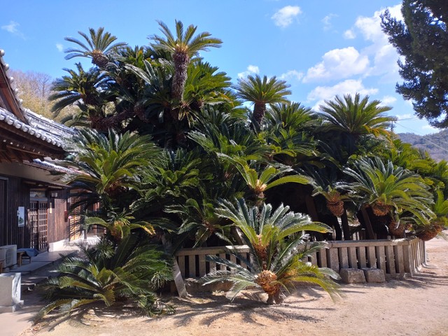 勢いがすごすぎるソテツ