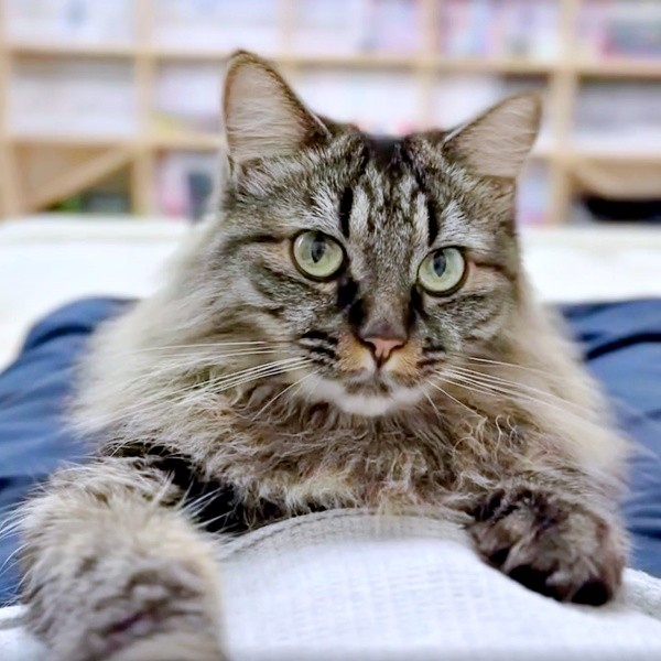「かわいいがあふれてる」 飼い主さんをメロメロにするめいちゃん（画像提供：Ishikawaさん）