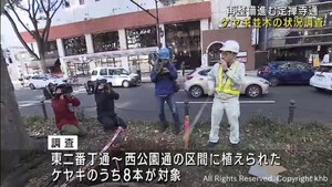 仙台・定禅寺通のケヤキ　根や土を調査　生育に配慮した道路再整備を探る