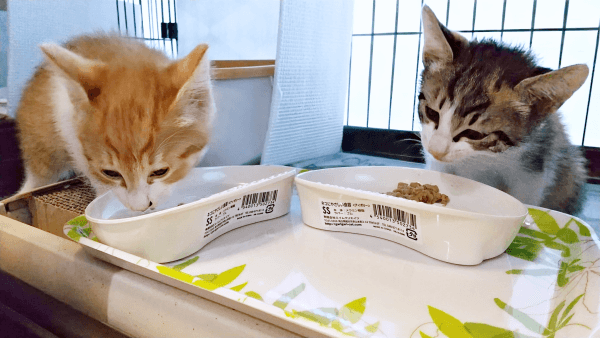 ご飯を食べる（左から）せんじゅちゃん、もんじゅちゃん（画像提供：ミロカノさん）