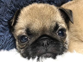 うつらうつら…おなかがいっぱいで、おネムなの　パグ「sup」