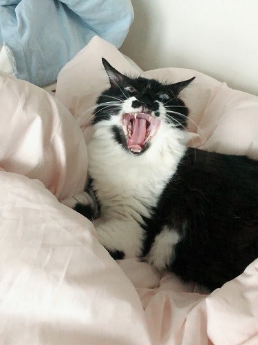 大きなあくびをしてくつろぐめめちゃん（そらみずほさん提供）