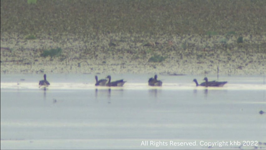 渡り鳥越冬地　宮城・伊豆沼にマガンが初飛来　平年より３日早い