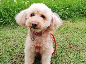 ママと一緒に行った公園、シロツメクサがきれいに咲いていたよ　トイプー「ふうか」