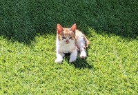 日なたぼっこしてました（グミちゃんFamilyさん提供）