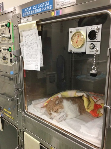 高濃度酸素室に入ったごろりん