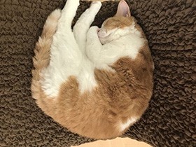 母娘で猫アレルギー発症　泣く泣く手放された猫と犬、別の家に