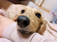 飼い主さんに甘えるきなこちゃん（画像提供：きなこ【Mダックスフンド】さん）