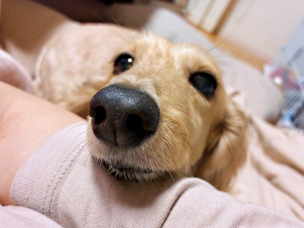 飼い主さんに甘えるきなこちゃん（画像提供：きなこ【Mダックスフンド】さん）