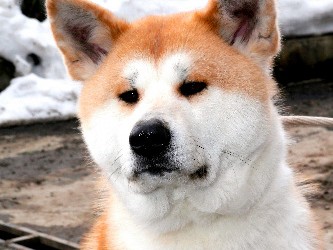 秋田犬で外国人呼びたいわん　「ハチ公」の故郷、秋田・大館