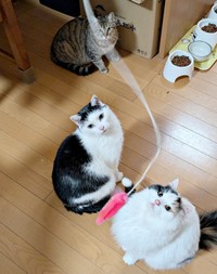 キィちゃん（左上）が先住猫と仲良くなるために、一緒に遊ぶ時間を設けています（画像提供：アヴェマナヴさん）