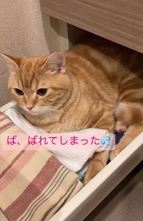 被る猫耳ベッド〜ブルーベリーパイver.〜 （被る猫耳ベッド 