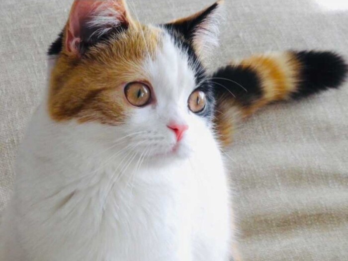 家にきたころの「はな」