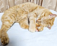 すやすや眠るぷりんちゃん（画像提供：ぷりんちゃん𝕏さん）