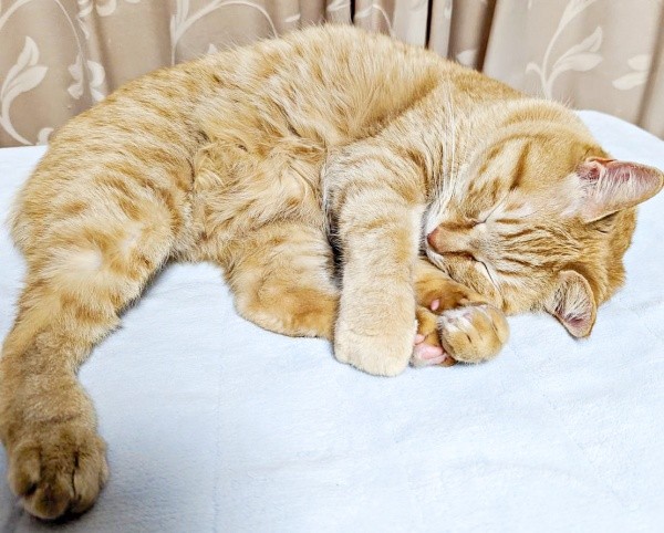 すやすや眠るぷりんちゃん（画像提供：ぷりんちゃん𝕏さん）