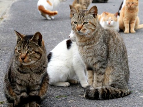 猫島で全２００匹に不妊手術　人口１８０人の瀬戸内海・男木島