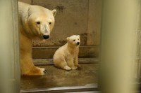 ユキ親子96日齢（20210401 男鹿水族館GAO提供）