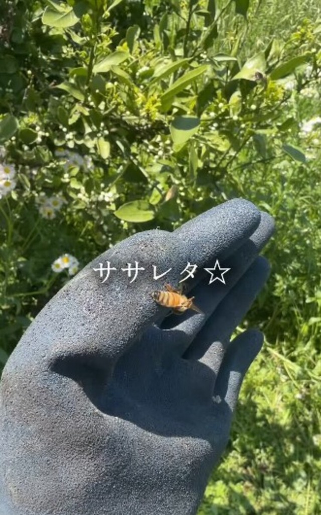 ミツバチに刺されることも。手袋は二重のため貫通はしていなかった／借金1億農業ガール（保條）さん（@1okugal）提供