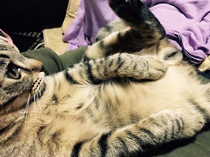 去勢前、まだ子猫ちゃんのよう