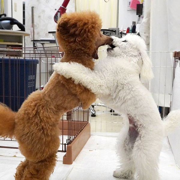 そしてジーニーに「調子に乗るな！」と叱られる。ちゃんと教育してくれる、頼れるリーダー（UG提供）