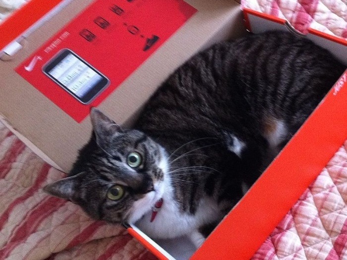 綾子さんが独身時代から一緒だったキヨちゃん