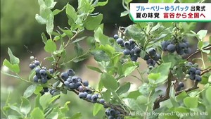 夏の味覚　特産品ブルーベリーのゆうパックが始まる　宮城・富谷市