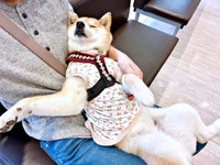病院の待合室でへそ天になって眠るタップちゃん（画像提供：☆柴犬タップ☆さん）