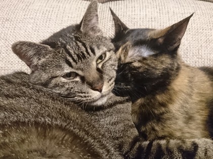 猫がペッチャンコのヤモリを囲んでワイワイ！　生きてる？！