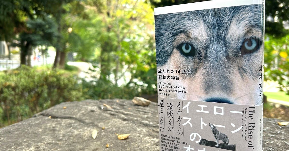 クマ被害の時代に、生き物たちの環境を考える――『イエローストーンの
