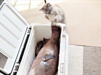 前片足で魚の尻尾をちょいちょいと触るくうちゃん（画像提供：無重力猫ミルコのお家さん）