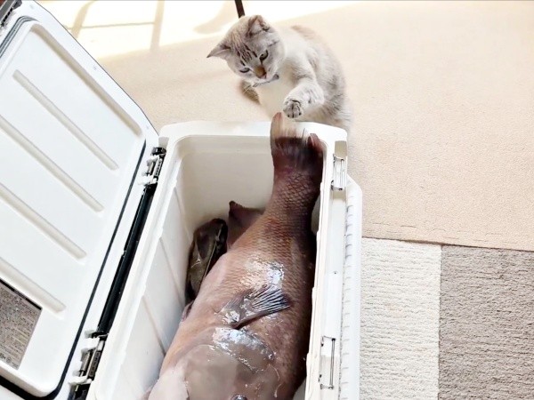 前片足で魚の尻尾をちょいちょいと触るくうちゃん（画像提供：無重力猫ミルコのお家さん）