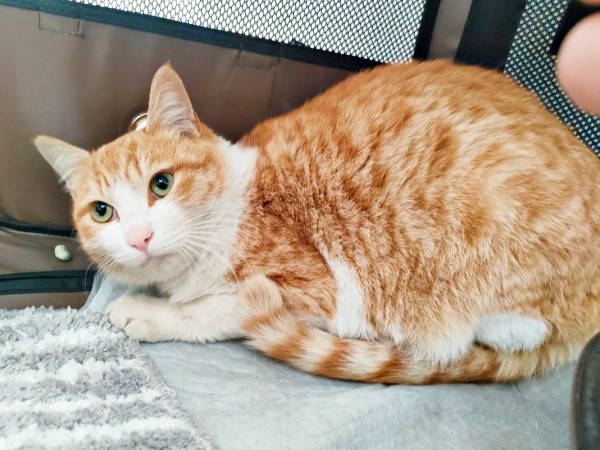 保護直後、怖がりながらも喉をゴロゴロ鳴らしていたチョロすけくん（画像提供：まめたろさん）