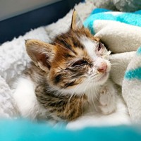 保護から3日目、通院をしながら目の治療を頑張ったシエルくん（画像提供：BigBobさん）