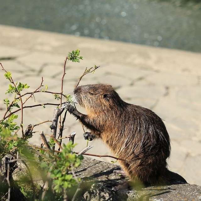 水陸を問わず植物を食べる
