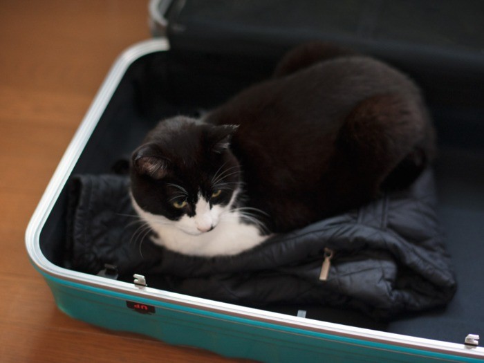 「ネコにスーツケースの宅配頼むんだって？俺は運ぶ気ないよ」（小林写函撮影）