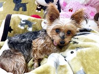 毛布の上でのんびりとくつろぐ茉凜ちゃん（画像提供：ちゃーちゃんさん）