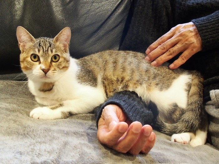 パパの腕は、僕の腹枕