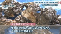 大量死したカキ 2025年