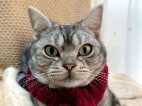 猫だけどジャンプが苦手…　腕力で高いところにのぼる、ムキムキアメショー「はる」