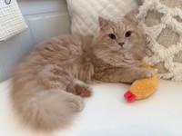 お気に入りのエビフライのおもちゃは取られたくないつきみちゃん（提供：つきみねこさん）