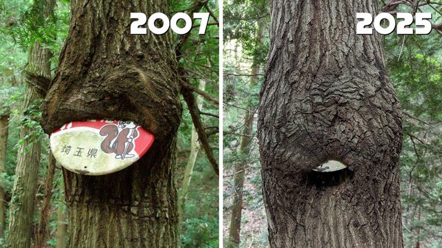 約２０年の時を経て、ほぼすっぽりと埋まってしまった看板。 ※ナノレカワさん提供