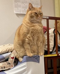 思わず拝みたくなる…！？座り姿（画像提供：かぎしっぽすず&つむぎさん）