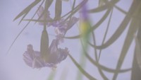 かわつ花菖蒲園
