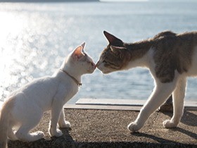 猫の島に、木造校舎を使ったホステル　猫も人もの～んびり