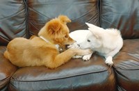 広島県福山市の室内ドッグラン施設「ラッシーのおうち」にいる2頭のワンコ、ジュリアとリズリーのお話です